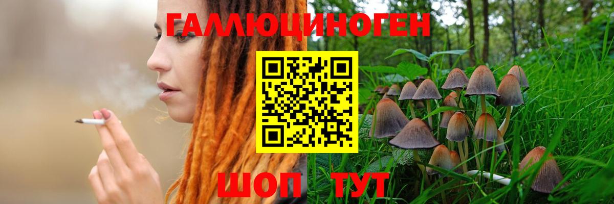 Псилоцибиновые грибы Psilocybe Новодвинск